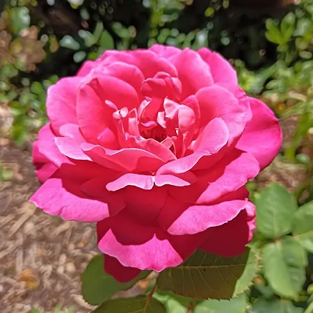 Giardino Al Corso