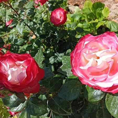 Hébergement de vacances Giardino Al Corso *