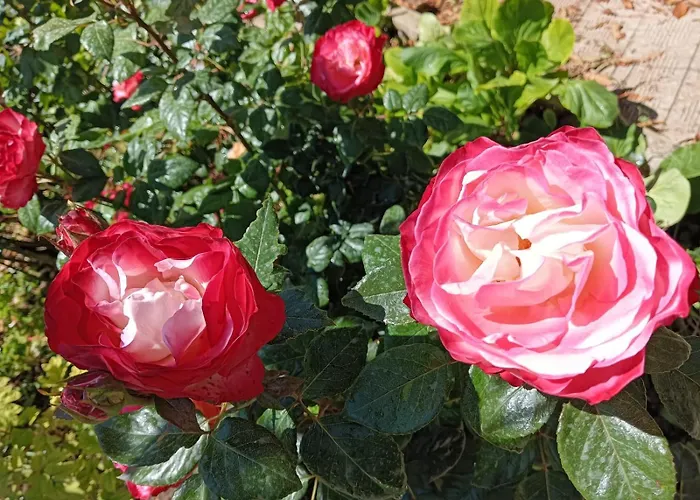 Dom wakacyjny Giardino Al Corso *