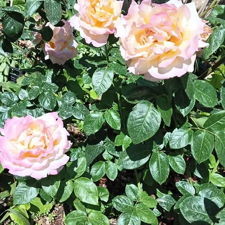 Giardino Al Corso Palazzolo Acreide