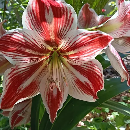 Giardino Al Corso * Palazzolo Acreide