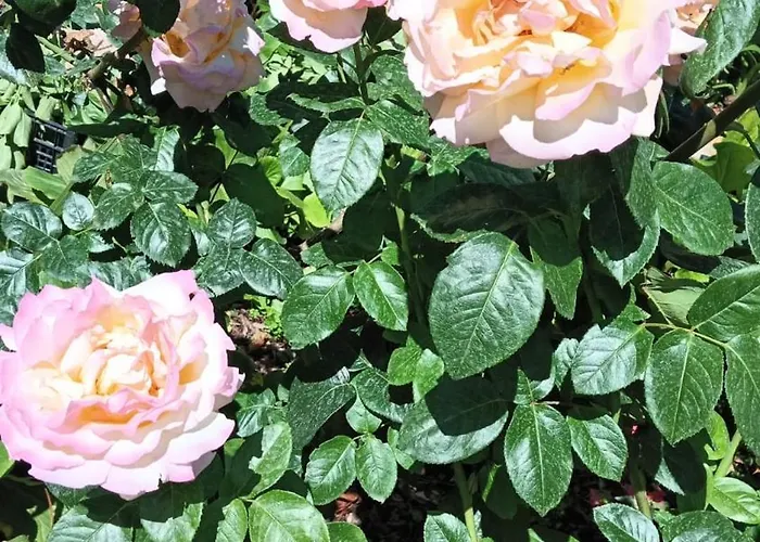 Giardino Al Corso 帕拉佐洛阿克雷伊德