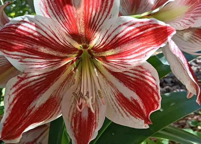 Giardino Al Corso * 帕拉佐洛阿克雷伊德